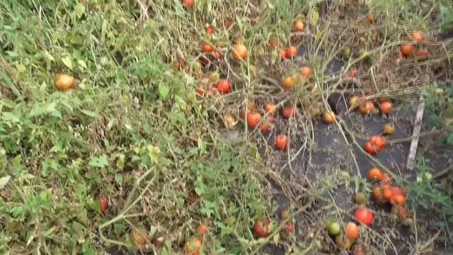 Обзор огорода в сентябре. Что растет в теплице и на грядке-ленивке. смотреть онлайн