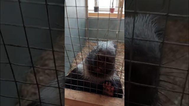 Страна Енотия. Контактный зоопарк. Москва. смотреть онлайн