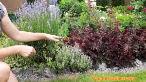 Красивый передний край цветника.Выбираем варианты.Сад своими руками. Дача.  Ландшафтный дизайн.