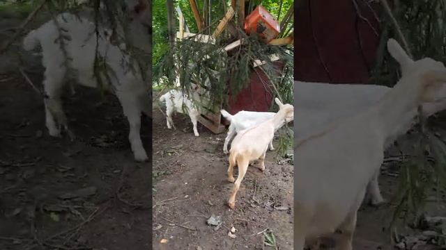 Коза зааненско-нубийской породы смотреть онлайн