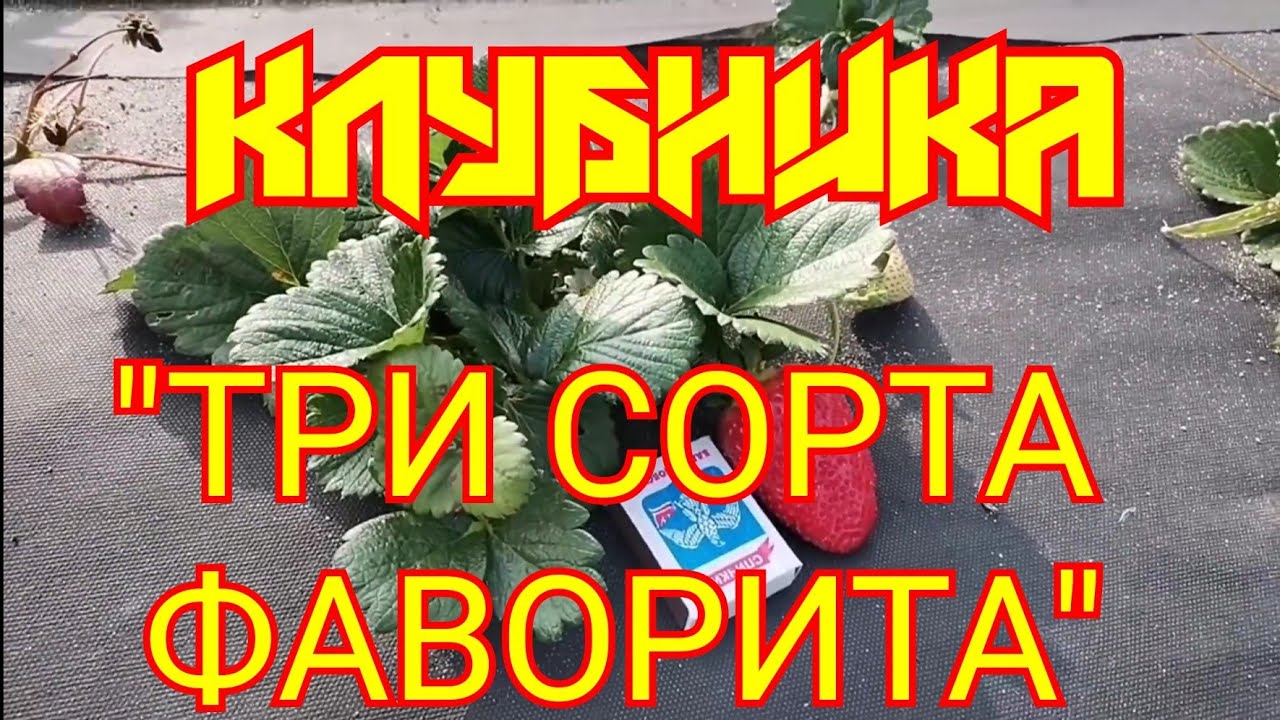 Клубника ТОП ТРИ СОРТА смотреть онлайн
