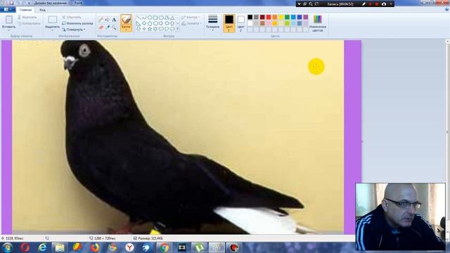 Румынский белохвостый турман Школа голубевода Породы ч 2 смотреть онлайн