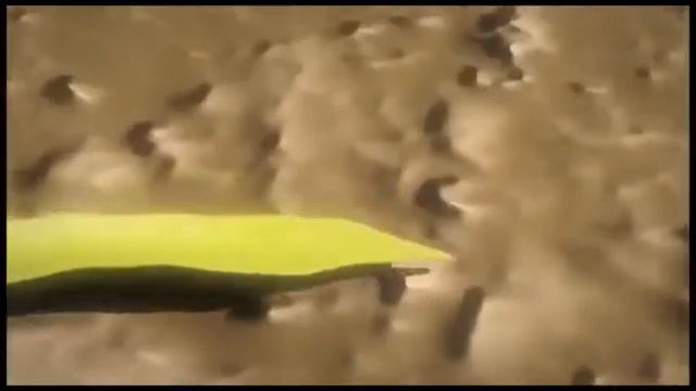 EL SEMBRADOR смотреть онлайн