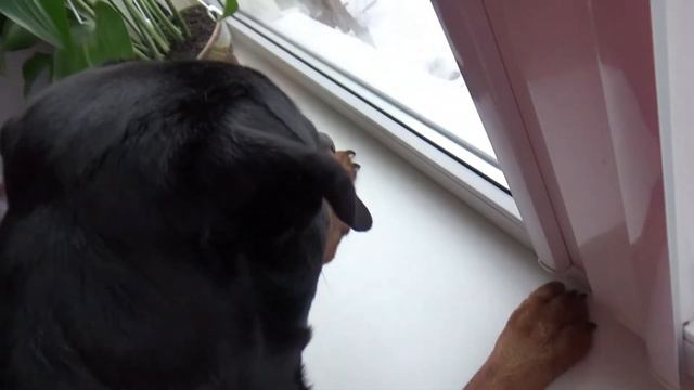 ПЁСИК СМОТРИТ В ОКНО DOG LOOKING OUT THE WINDOW смотреть онлайн