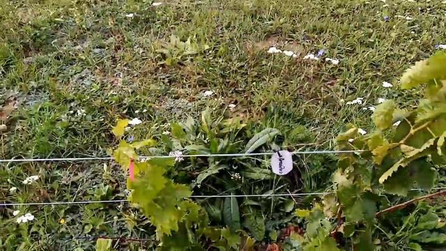 Виноградник на Южном склоне в сентябре смотреть онлайн