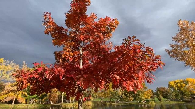 Hudson Gardens. Маленький, но очень красивый парк - ботанический сад недалеко от Денвера, Колорадо смотреть онлайн