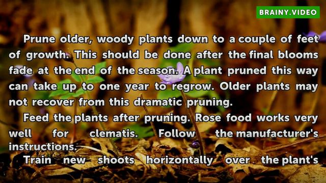 How to Prune Clematis Montana смотреть онлайн