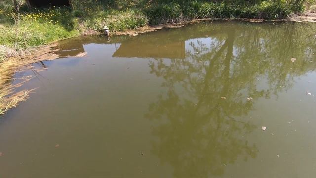 Сделал пруд с рыбой у себя на участке смотреть онлайн