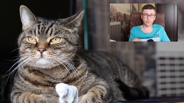 Как я принимал роды у кошки на дому смотреть онлайн