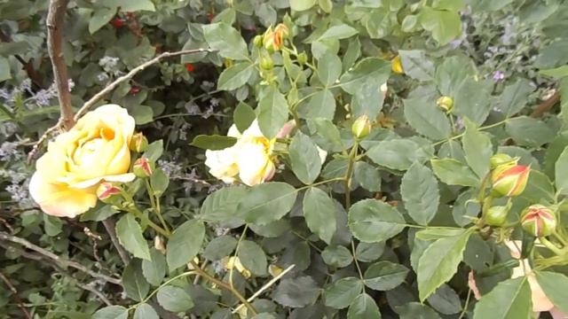 Rose Lady of Shalott Ausnyson David Austin roses смотреть онлайн