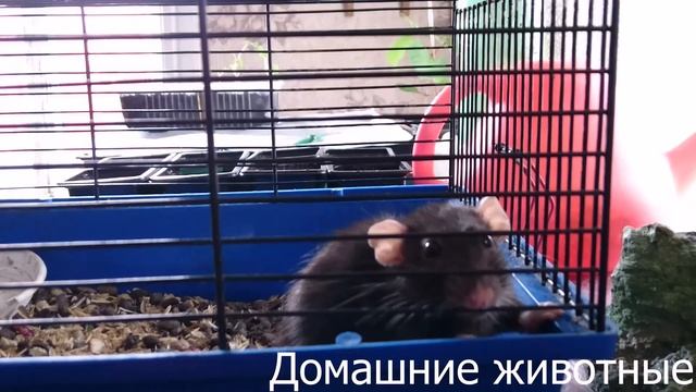 Крыса домашняя смотреть онлайн