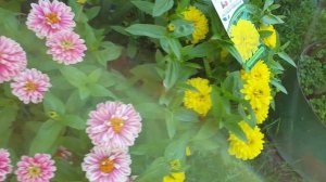 Бомбические мариландские цинния. Карликовый сорт.