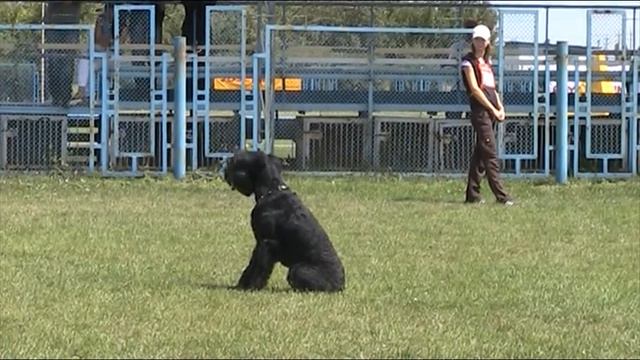 Зубашова Татьяна и ризеншнауцер Лорд (ВН)