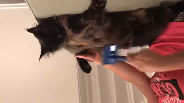 Вычесывание Кота смотреть онлайн