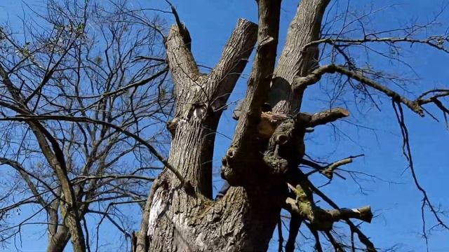 Делаем дупло для белки ~ Make a hollow for Squirrels смотреть онлайн