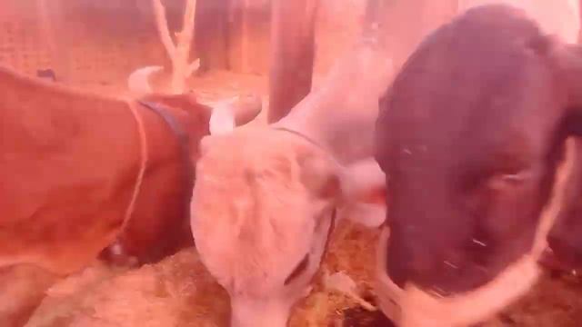 вытягиваем лес , для ремонта обворованной фермы November 30 , 2023 смотреть онлайн