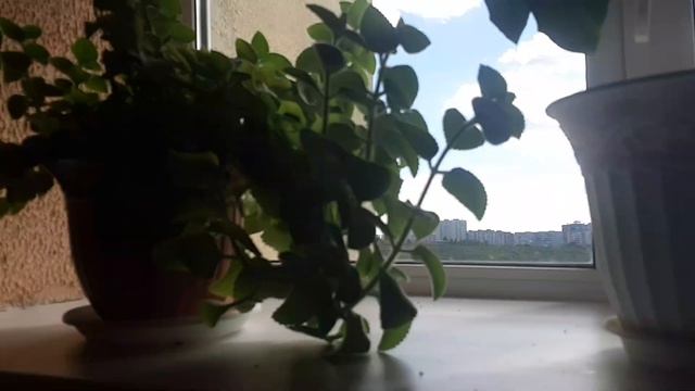 ⚡Редкий домофон VIZIT! Лифт ЩЛЗ 2011 года Q=630kg V=1м/с!