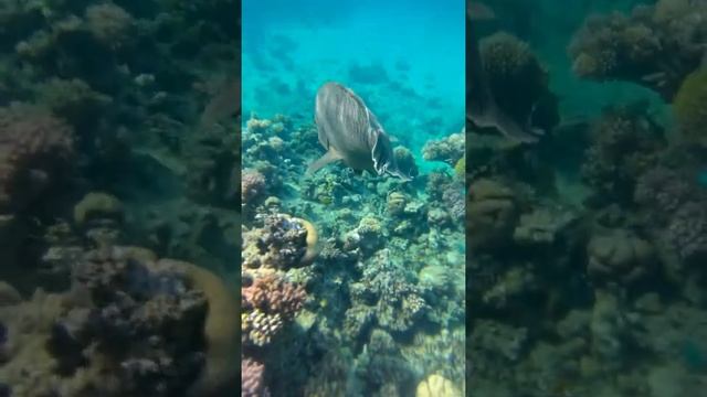 Музыка океана! Прекрасный подводный мир! Морские обитатели! смотреть онлайн