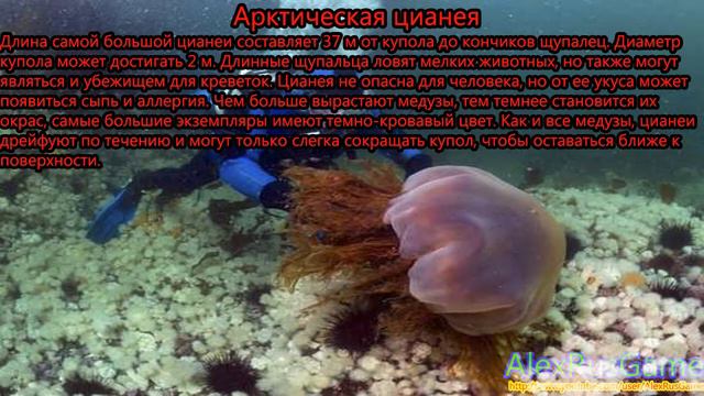 Самые устрашающие безпозвоночные смотреть онлайн