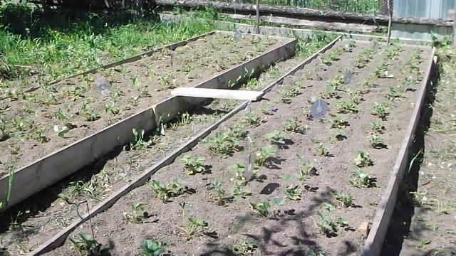 Отпугиватели от птиц и кошек,защита на грядках Repellents from birds and cats, from pests смотреть онлайн