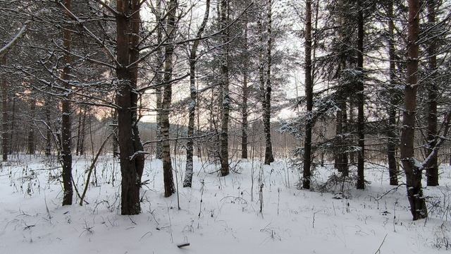 Заснеженный лес. ч.2. Декабрь 2023 смотреть онлайн