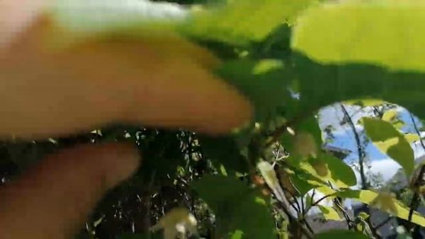 + лимонник китайский Schisándra chinénsis