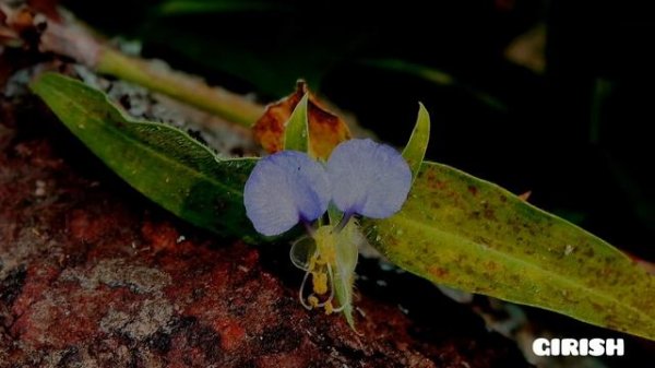 COMMELINA