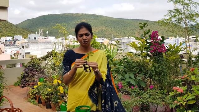 ఈ Longan కాయలు కనబడితే తినేసి పెంచేద్దాంTasting n growing "Longan Fruits." #LonganFruits #gardenin смотреть онлайн