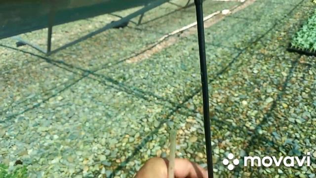 #Рассада клубники . смотреть онлайн