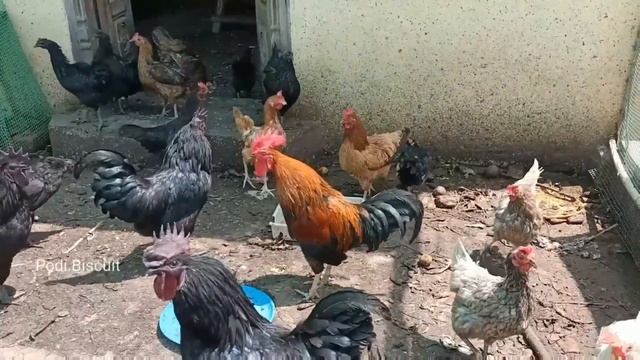 BABY FOX & ROOSTER & PANDA & SIAMANG ( ANIMALS VERSION ) - Coffin Dance X Baby Shark COVER смотреть онлайн