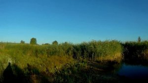 Охота на утку с подхода, с Армсан А 612.