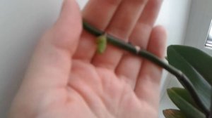 Что это? Детка или цветонос на орхидее.