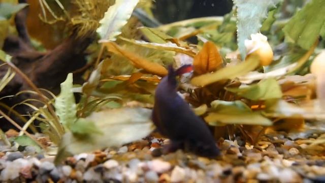 Рыбки Папонделлы. Нано кубик 30 литров. смотреть онлайн