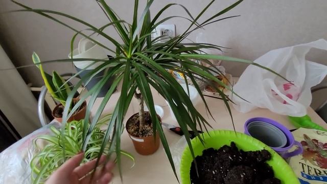 СУПЕР ПОКУПКИ ДЛЯ ДОМА? Любимый Василек?Мои цветы?Уборка смотреть онлайн