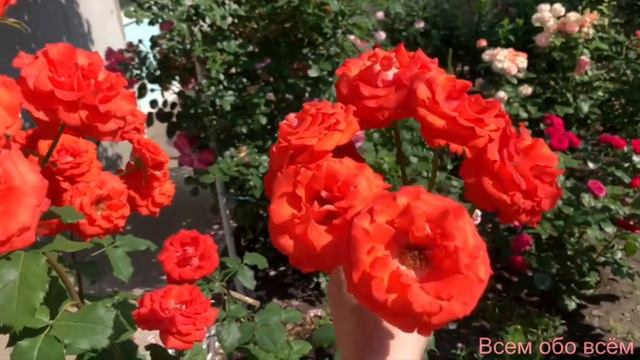 Роза Анжелика ( Rose Angelique ) г. Киев сезон 2023г. смотреть онлайн