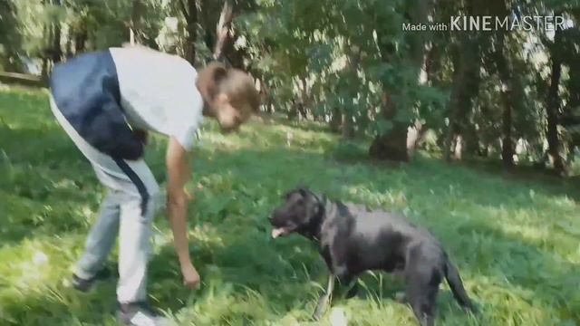 Лабрадор ретривер Марти