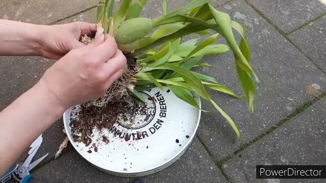 Орхидея Онцидиум пересадка, деление куста, субстрат для орхидеи. Oncidium sotoanum. смотреть онлайн