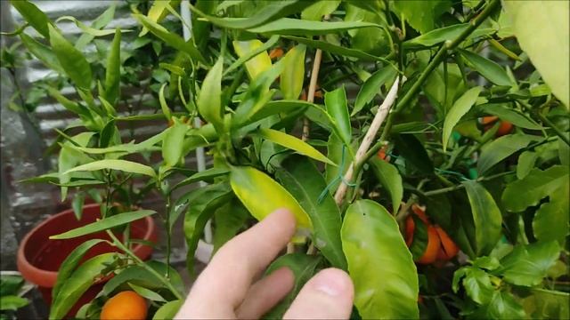 Клементин Nour & Rubino. Harvest 2022. смотреть онлайн