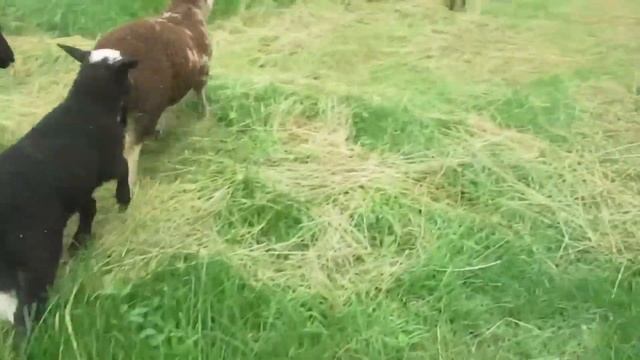 Лесная прогулка... без ответов на вопросы. смотреть онлайн