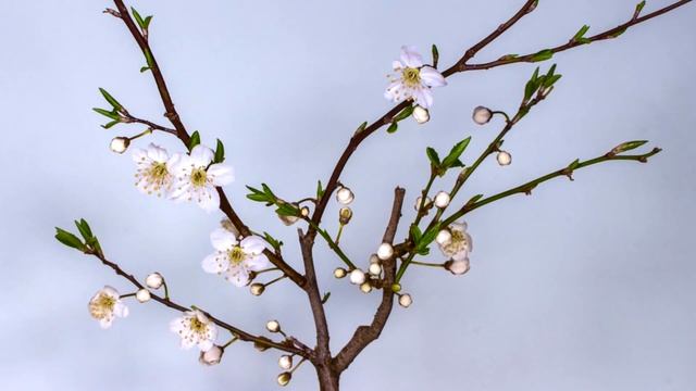 Лучшая музыка для медитации, сна учебы работы и отдыха. The best music for meditation, work and pla смотреть онлайн