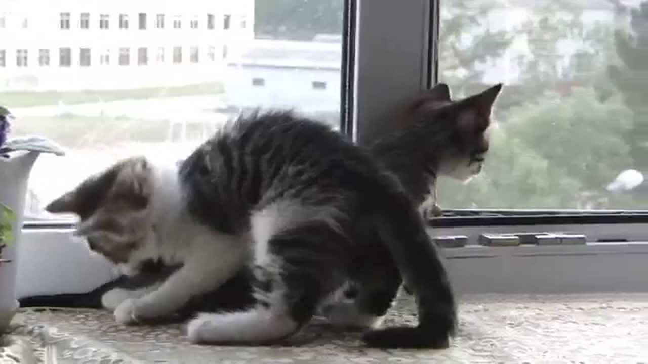 Котята играют на подоконнике. смотреть онлайн
