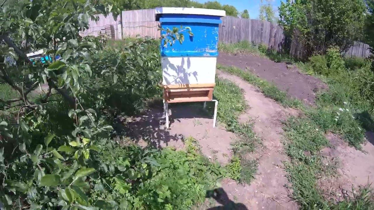 Где же пчёлы ? смотреть онлайн