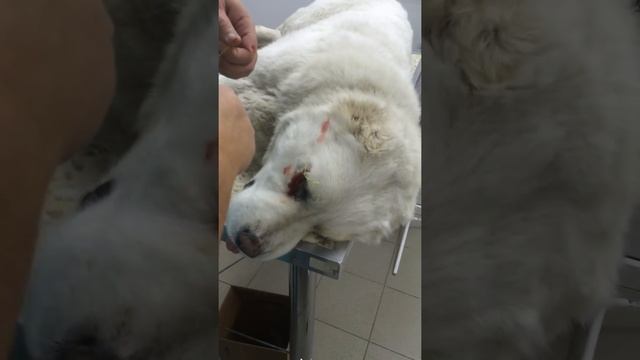 Заворот века . Собака САО 1год смотреть онлайн