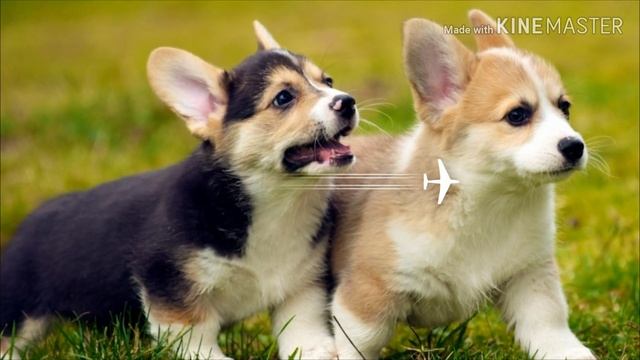 Милые щенки корги смотреть онлайн