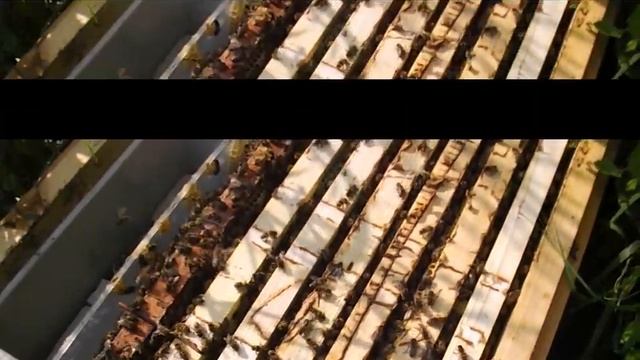 отводок на плодную матку - часть 4 - отводок через 4 недели после формирования смотреть онлайн