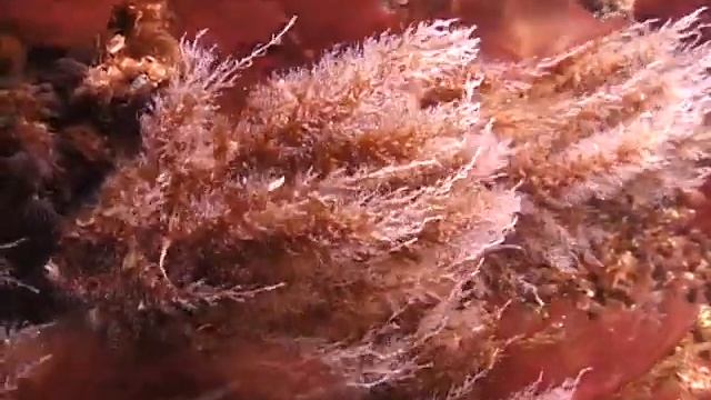 © Фауна и флора Черного моря. Водоросли и гидроиды // смотреть онлайн