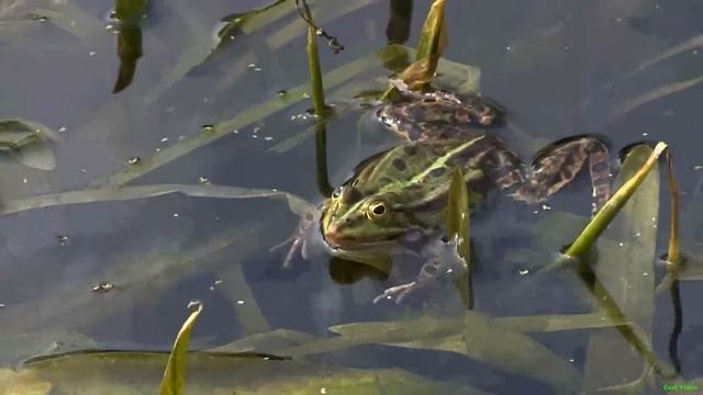 Лягушка раздувает щёки смотреть онлайн