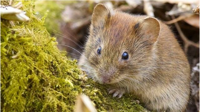 Мох - супергерой (значение и применение) смотреть онлайн