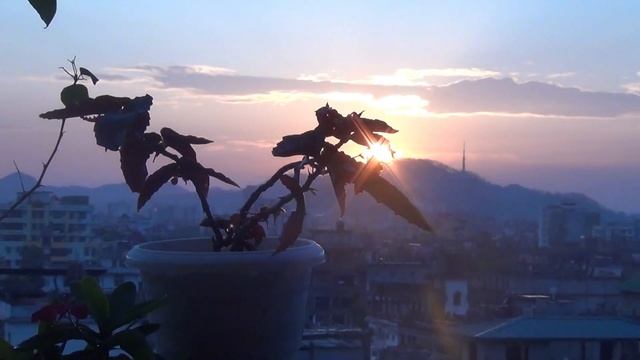 BEST Way to Grow & Care for Begonia Plant [A-Z Details with UPDATES]