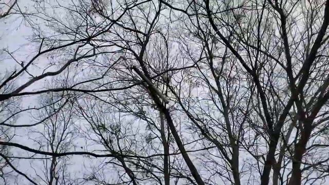 20/40 Inverted Vee Backyard HF Antenna